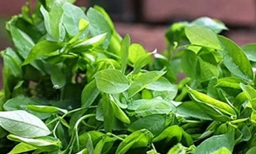 Video: Làm điều này khi ăn rau ngót trị được cả 100 bệnh 