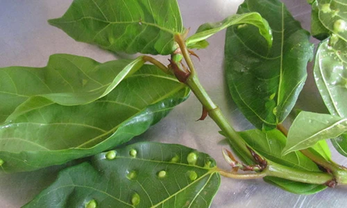 Video: Cứ lấy 1 nắm lá sung làm cách này, bệnh chắc chắn khỏi nhanh