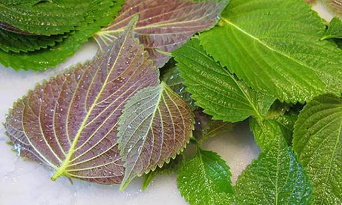 Video: 5 loại lá cây chữa bệnh dạ dày an toàn, tốt hơn uống thuốc Tây