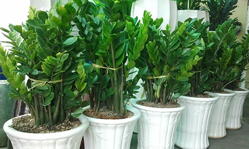 Video: 10 cây phong thủy giúp sự nghiệp chủ nhân lên như diều gặp gió