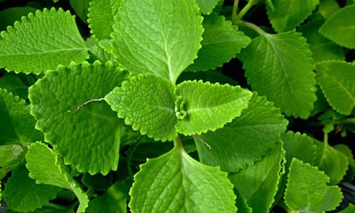 Video: Ai trồng cây này chẳng khác nào có thuốc quý trong nhà