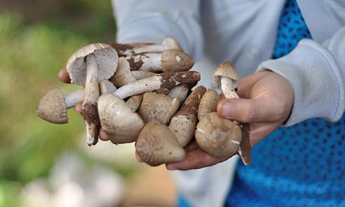 Video: Lợi ích kỳ diệu cho sức khỏe của nấm mối theo y học cổ truyền