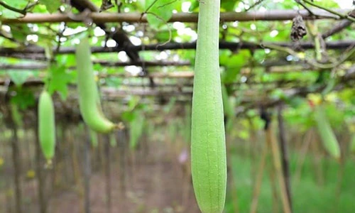 Video: Chữa bệnh tiểu đường bằng mướp hương đơn giản mà hiệu quả