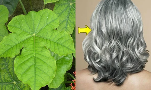 Video: Chỉ cần 1 nắm lá cây này tóc luôn đen nhánh