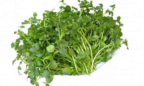 Video: Rau "thần dược” giúp chị em phòng ngừa ung thư cổ tử cung