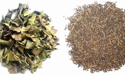 Video: 5 công dụng của lá vối giúp tăng cường sức khỏe