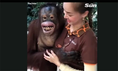 Video: Sàm sỡ nữ nhân viên vườn thú, đười ươi “cười hớn hở”
