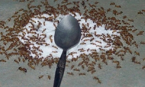 Video: Mẹo đuổi sạch kiến ra lọ đường, chưa bao giờ dễ đến vậy