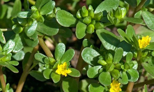 Video: Thế giới săn lùng loại rau trường thọ, VN bỏ đi vì nghĩ là cỏ dại