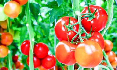 Video: Hệ luỵ khi lạm dụng chất kích thích sinh trưởng trong trồng trọt