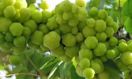 Video: Mắc các bệnh sau, chỉ cần 1 nắm quả chùm ruột là khỏi hẳn