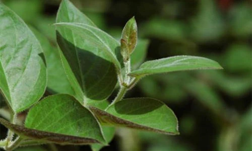 Video: Loại lá nhà nào cũng có chữa bệnh đường ruột cực kỳ hiệu nghiệm