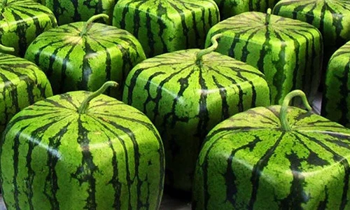 Video: 10 loại trái cây xa xỉ, đắt đỏ nhất thế giới