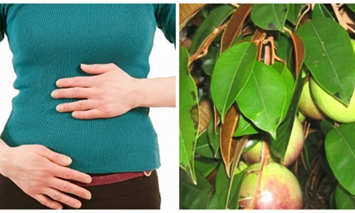 Video: 5 loài cây có sẵn trong vườn giúp giảm cơn đau dạ dày