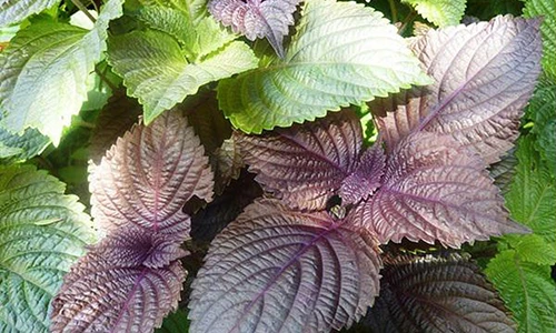 Video: Trị tận gốc các loại mụn và vết thâm chỉ nhờ 1 nắm lá rẻ tiền