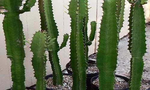 Video: Tán gia bại sản nếu trước nhà hay sân vườn trồng cây này