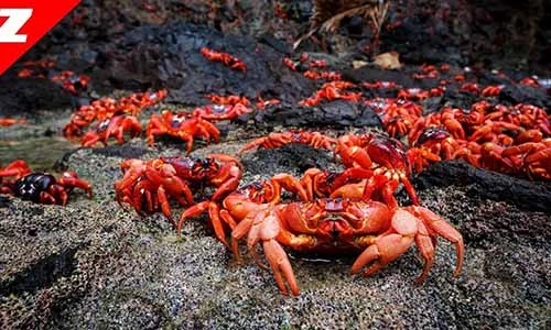 Video: 10 cuộc di cư ấn tượng và ngoạn mục nhất thế giới