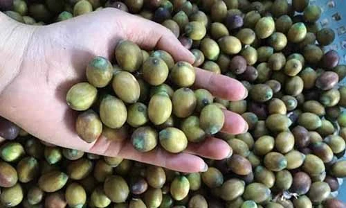 Video: Ăn nhiều hạt sen tươi có tốt không?