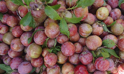 Video: Tác dụng chữa bách bệnh ít ai ngờ của quả mận