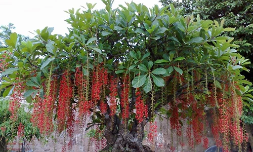 Video: 10 cây cảnh nhất định phải trồng trong nhà để tiền vào như nước