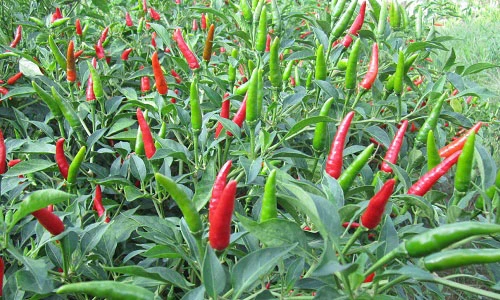 Video: Bị 7 bệnh sau chỉ cần dùng lá ớt sẽ khỏi