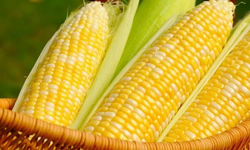 Video: Hình dạng nguyên thủy của rau củ quả cực kì khác lạ