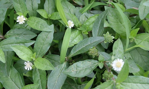 Video: 12 bài thuốc dân gian chữa rụng tóc hiệu quả nhất