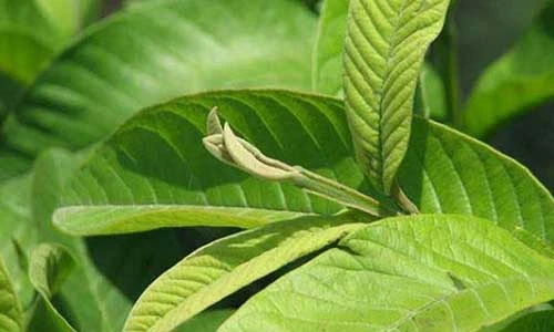 Video: 3 loại búp lá chữa bệnh “thần kì”, không phải ai cũng biết