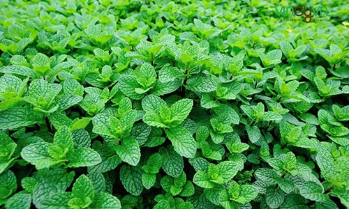 Video: Ăn 10 loại lá này, mỡ cứng đầu đến mấy cũng bị đánh bay