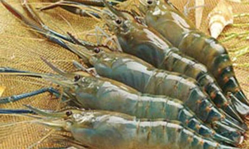 Video: Món ăn ngon, vị thuốc quý chữa nhiều bệnh từ tôm càng