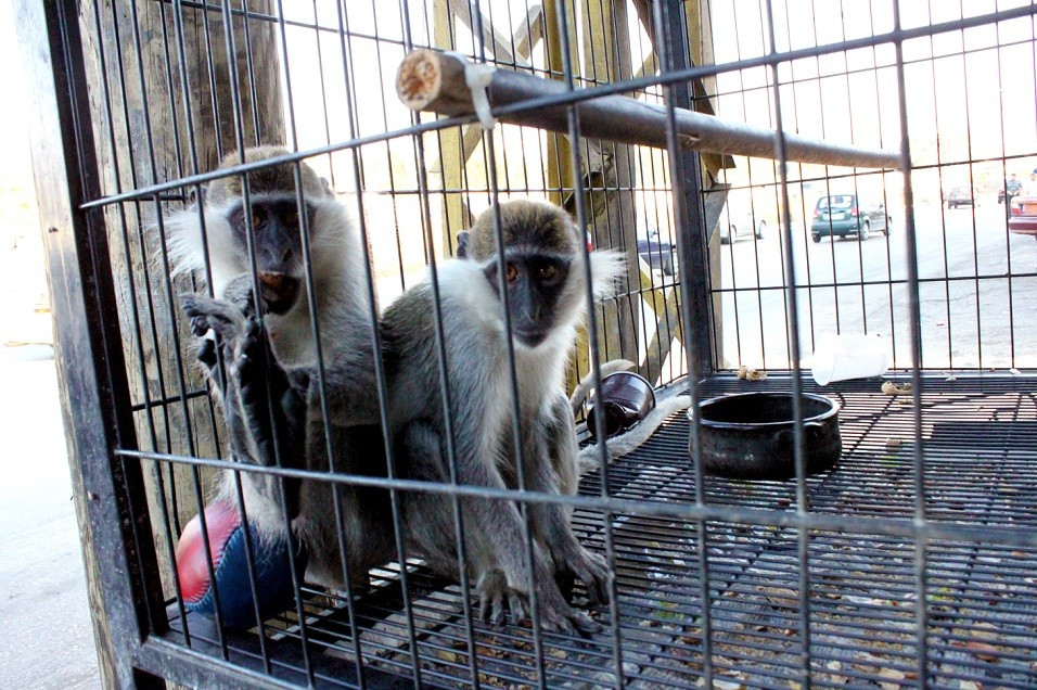 Trường hợp nổi tiếng nhất là một con khỉ ở Liban vượt biên sang Israel vào khoảng 6 năm trước. Con khỉ đó được đặt tên là Tahtuh. Nó đã có một hành trình kéo dài nhiều tuần. Khác với nhiều con khỉ chỉ đến các khu dân cư gần hàng rào biên giới, Tahtuh chạy tới tận khu vực Karmiel. Ảnh: Carine Mechref.