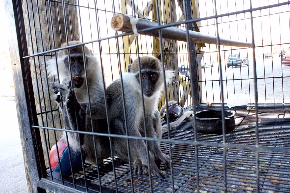 Trường hợp nổi tiếng nhất là một con khỉ ở Liban vượt biên sang Israel vào khoảng 6 năm trước. Con khỉ đó được đặt tên là Tahtuh. Nó đã có một hành trình kéo dài nhiều tuần. Khác với nhiều con khỉ chỉ đến các khu dân cư gần hàng rào biên giới, Tahtuh chạy tới tận khu vực Karmiel. Ảnh: Carine Mechref.