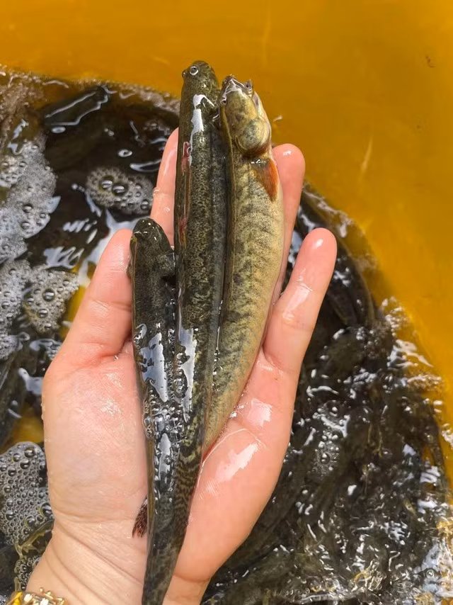 Ngoài ra, nếu không mua ở chbạn nên ưu tiên mua cá kèo ở các địa chỉ uy tín như các cửa hàng hải sản lớn, thương hiệu rõ ràng hoặc sàn thương mại điện tử có đánh giá tốt.