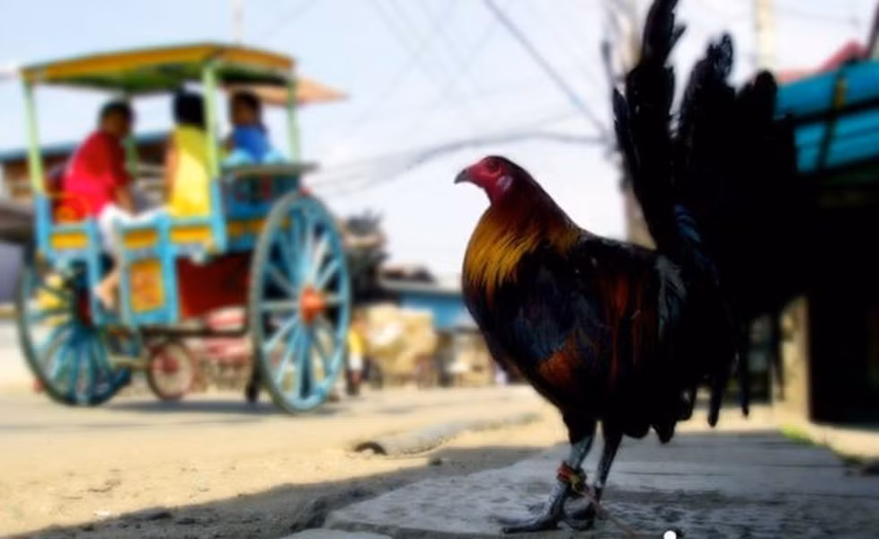 Với giác quan cực kì nhạy bén, gà Philippines (hay gà Phi) được cho là loài động vật có hệ thống cảnh báo đáng ngưỡng mộ. Cùng với sự lỳ lợm vốn có cùng khả năng tung những cú đá tốc độ, gà Phi sẽ là khiến cho đối thủ hoảng sợ bởi bộ cựa sắc hay chiếc mỏ nhọn mổ vào chân.