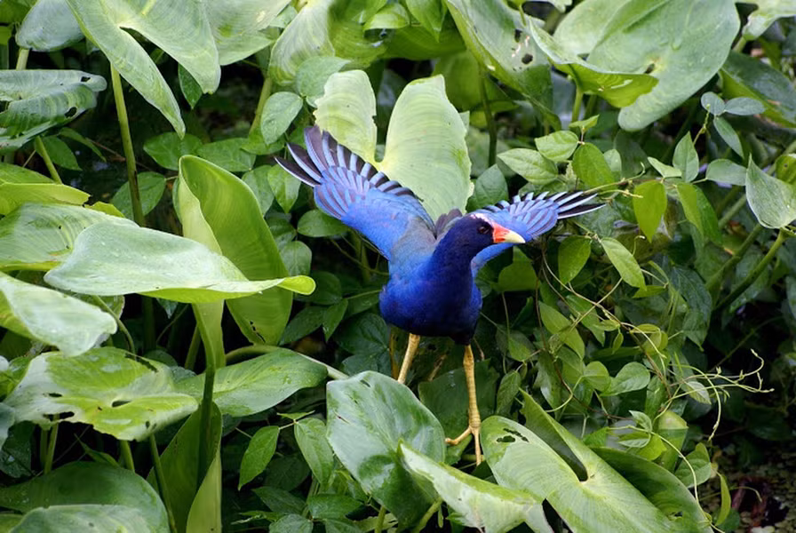 Chim trích cồ được nuôi khá phổ biến ở Việt Nam. Từ lâu người ta đã nuôi giống chim này để giữ nhà do loài chim này có khả năng bảo vệ lãnh thổ rất cao.