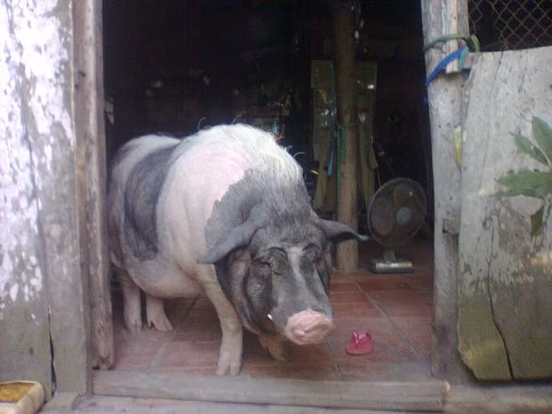 Nếu được huấn luyện, lợn cũng có thể giữ nhà như loài chó.