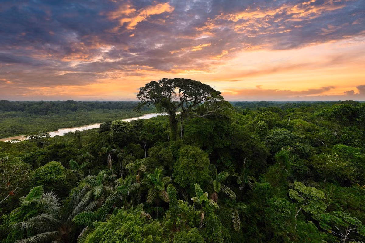 "Sự thay đổi này có thể do nạn phá rừng gây ra nhưng nguyên nhân cũng có thể do biến đổi khí hậu làm thay đổi tổng lượng nước từ Đại Tây Dương vào khu vực", giáo sư Andrew cho biết. Ảnh: mongabay.com.