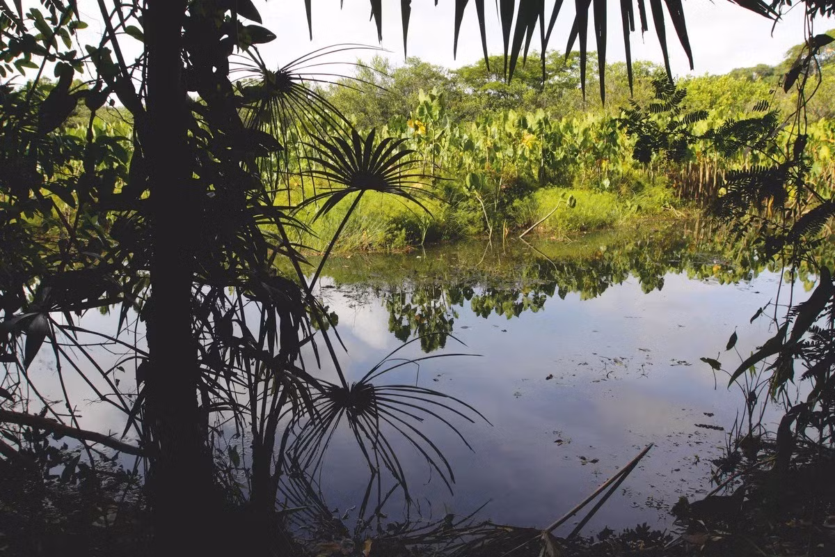 Dựa trên kết quả của mô hình, nhóm nghiên cứu xác định 3 ngưỡng quan trọng trong hệ thống Amazon gồm: diện tích rừng giảm 65%, độ ẩm từ Đại Tây Dương giảm 10% hoặc lượng mưa giảm 6%. Ảnh: Getty Images.