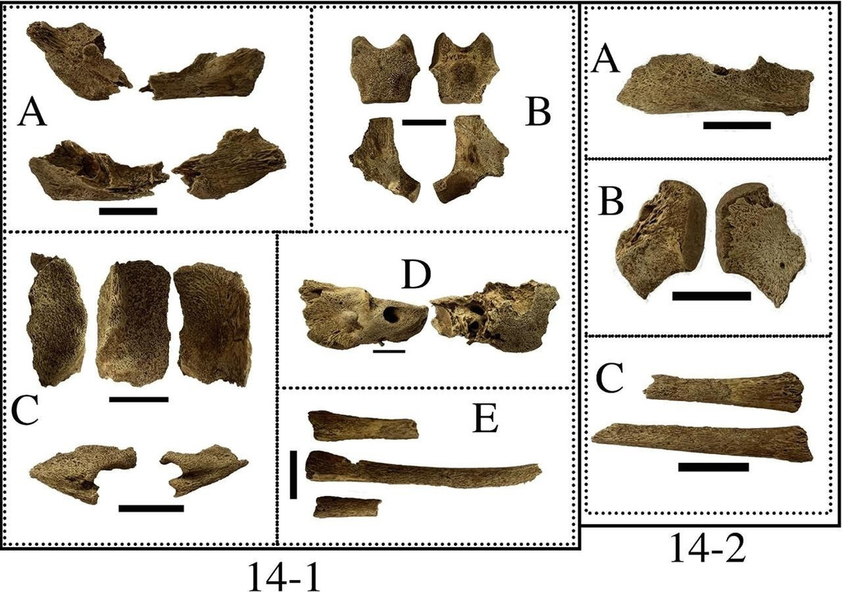 Đến nay, các chuyên gia vẫn chưa xác định được nguyên nhân tử vong của cặp song sinh trên. Dù vậy, họ đưa ra suy đoán ngộ độc chì có thể là nguyên nhân dẫn tới cái chết của 2 đứa trẻ xấu số. Ảnh: CC BY-NC-ND 4.0.