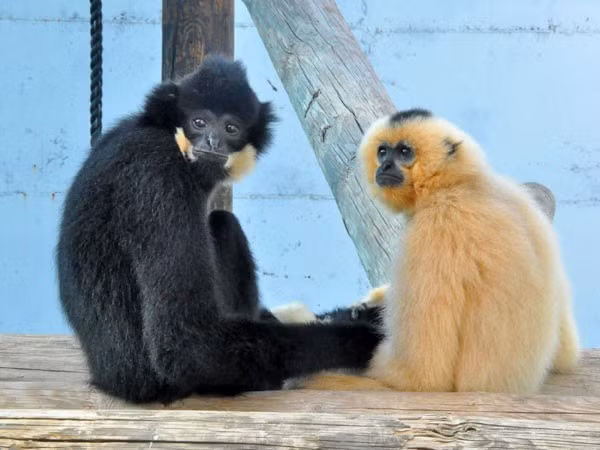 Liên minh bảo tồn quốc tế năm 2023 xếp vượn đen má hung vào nhóm Nguy cấp (EN – Endangered). Sách đỏ Việt Nam 2024 cũng đưa loài động vật quý hiếm vào phân hạng Nguy cấp. Ảnh: zooinstitutes.com.