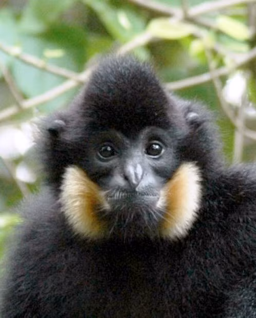 Vượn đen má hung Nam Bộ (tên khoa học Nomascus gabriellae) thuộc bộ linh trưởng (Primates). Đây là một trong những loài linh trưởng đặc hữu của khu vực Đông Dương, phân bố chủ yếu tại Việt Nam, Lào, Campuchia. Ảnh: eprc.asia.