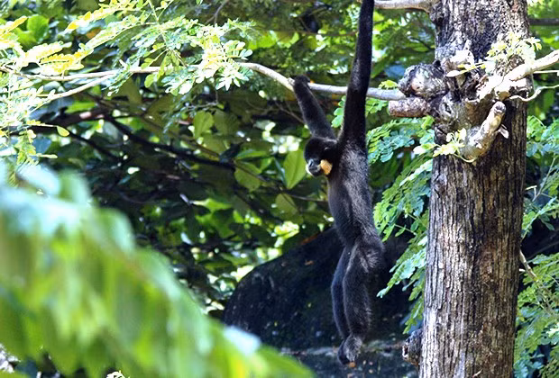 Trong đợt điều tra lần thứ hai vào đầu tháng 8/2025 tại rừng đặc dụng Tây Hòa và Sông Hinh, nhóm nghiên cứu ghi nhận thêm 4 đàn vượn mới. Tổng cộng, 6 đàn vượn đen má hung với ước tính ít nhất 15 cá thể được xác nhận sau 2 đợt khảo sát nhanh trong khu vực. Ảnh: eprc.asia.