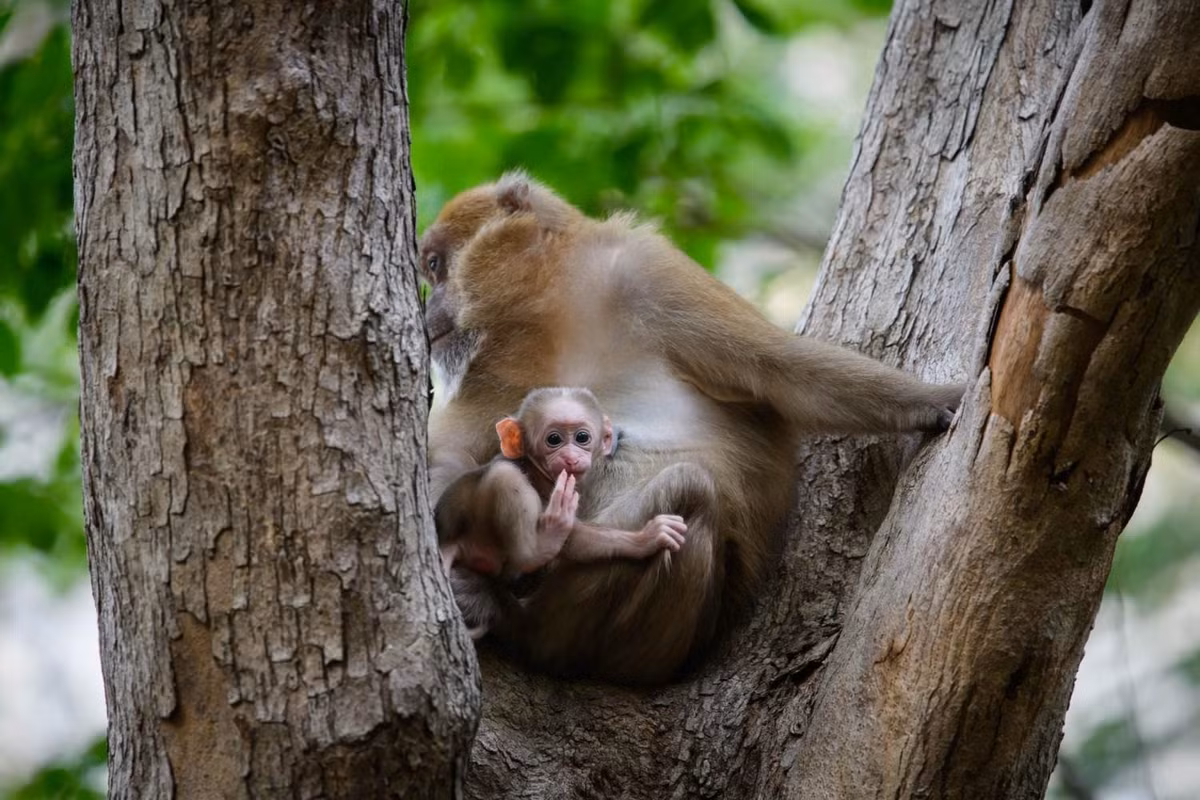 Vào thời điểm Trung tâm Cứu hộ, Bảo tồn và Phát triển sinh vật thuộc Vườn quốc gia Phong Nha - Kẻ Bàng tiếp nhận, 2 cá thể khỉ đều trong tình trạng suy nhược, cần được chăm sóc y tế để phục hồi thể trạng. Khi đủ điều kiện, chúng sẽ được tái thả về môi trường tự nhiên. Ảnh: thainationalparks.com.