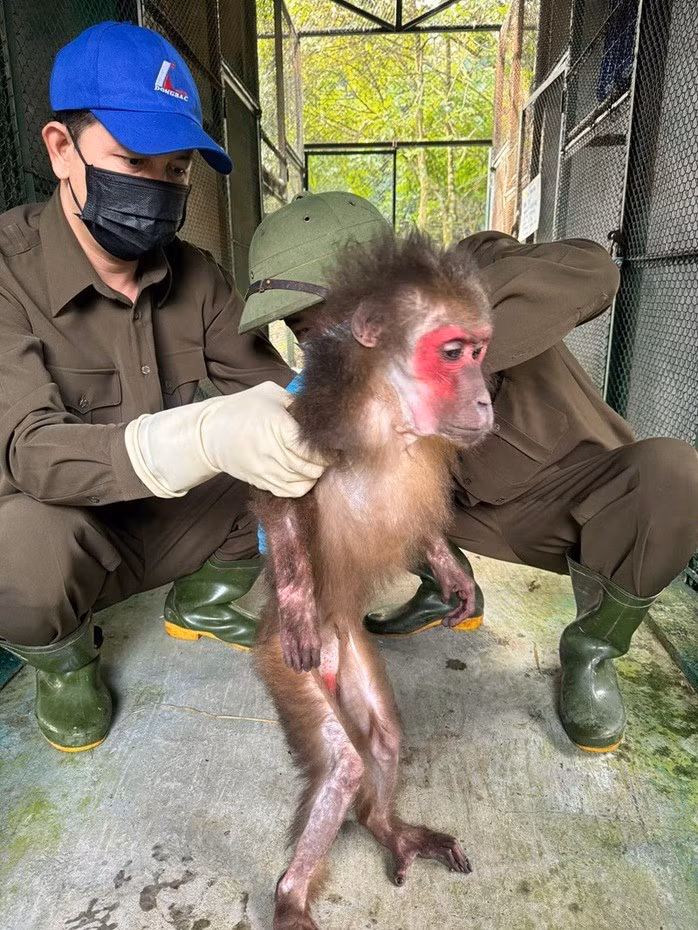Trước đó, Trung tâm Cứu hộ, Bảo tồn và Phát triển sinh vật thuộc Vườn quốc gia Phong Nha - Kẻ Bàng đã tiếp nhận cá thể khỉ mốc nặng khoảng 1 kg do chính quyền xã Đông Trạch bàn giao với sự chứng kiến của Hạt Kiểm lâm Bố Trạch và Công an xã. Ảnh: Người lao động.