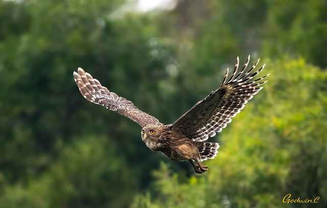 Mùa sinh sản diễn ra từ tháng 11 đến tháng 4. Cú cá không tự làm tổ mà tận dụng hốc cây, kẽ đá hoặc tổ chim bỏ hoang. Mỗi mùa, chim mái đẻ 1–2 trứng, bố mẹ thay nhau ấp và nuôi con đầy kiên nhẫn. (Ảnh: Godwin