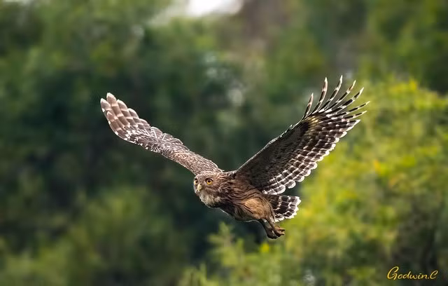 Mùa sinh sản diễn ra từ tháng 11 đến tháng 4. Cú cá không tự làm tổ mà tận dụng hốc cây, kẽ đá hoặc tổ chim bỏ hoang. Mỗi mùa, chim mái đẻ 1–2 trứng, bố mẹ thay nhau ấp và nuôi con đầy kiên nhẫn. (Ảnh: Godwin