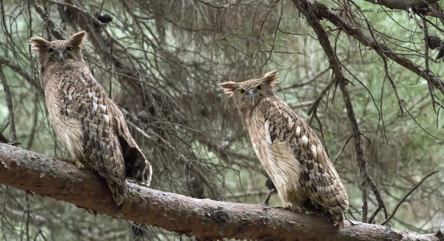 Loài chim này phân bố rộng khắp châu Á, từ Ấn Độ, Myanmar, Thái Lan đến bán đảo Đông Dương và miền Nam Trung Quốc. Ở Việt Nam, chúng xuất hiện tại nhiều vườn quốc gia, đặc biệt ở Cát Tiên – môi trường lý tưởng với rừng ẩm gần sông suối. (Ảnh: Avifauna HK)