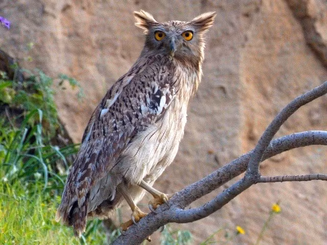 Thực đơn của loài cú này rất phong phú: cá, ếch nhái, cua, đôi khi cả rắn, thằn lằn hay chim nhỏ. Với đôi chân trần rắn chắc, chúng có thể lội xuống mép nước, tự tóm gọn con mồi trơn tuột chỉ trong tích tắc. (Ảnh: Brown Fish-Owl)