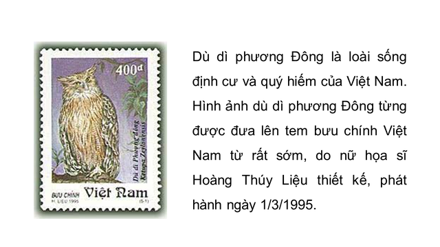 Không chỉ là biểu tượng sinh thái, cú cá từng xuất hiện trên tem bưu chính Việt Nam, như một lời nhắc nhở về giá trị bảo tồn. Hình ảnh loài chim bí ẩn này tiếp tục truyền cảm hứng cho cộng đồng về thiên nhiên hoang dã. (Ảnh: Vườn Quốc gia Cát Tiên.