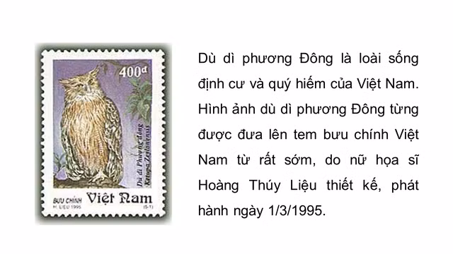 Không chỉ là biểu tượng sinh thái, cú cá từng xuất hiện trên tem bưu chính Việt Nam, như một lời nhắc nhở về giá trị bảo tồn. Hình ảnh loài chim bí ẩn này tiếp tục truyền cảm hứng cho cộng đồng về thiên nhiên hoang dã. (Ảnh: Vườn Quốc gia Cát Tiên.